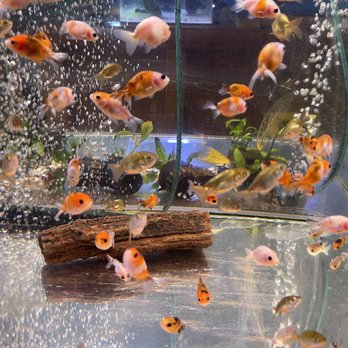 Rosemead Aquarium - I don't know what these are but look at their little round bellies - Pet Stores Near Me - Rosemead, California