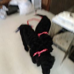 Jasmine's Grooming