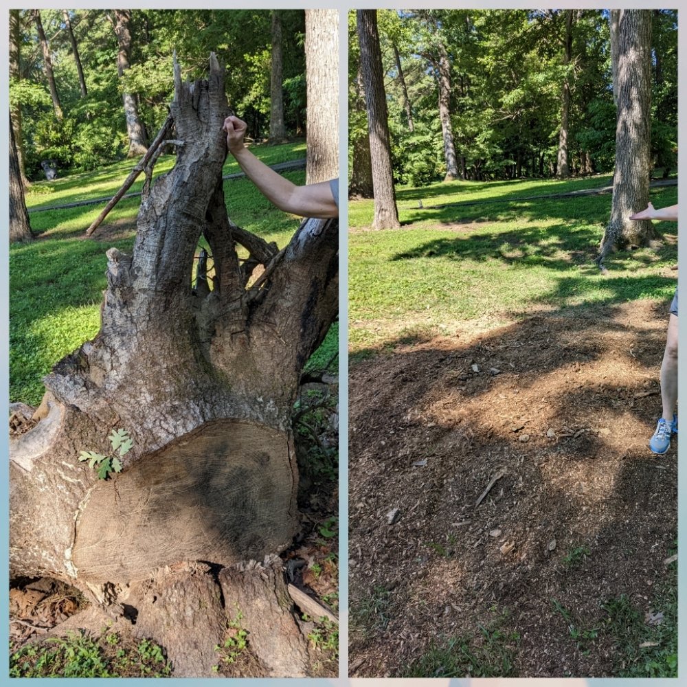 Franklin Stump Grinding - tree service in North Chesterfield, VA