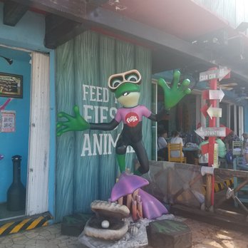 Señor Frog's - So adorable. - Mexican Near Me - Cozumel, ROO Señor Frog's - So adorable. - Mexican Near Me - Cozumel, ROO
