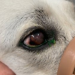 Stayner Pet Centre - Tampa's eyes after his eyes were chemically burnt at the grooming salon