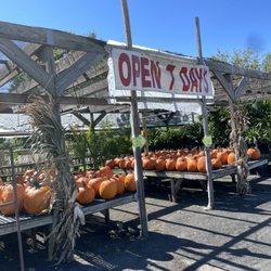 Fama Landscaping & Nursery - Pumpkin picking