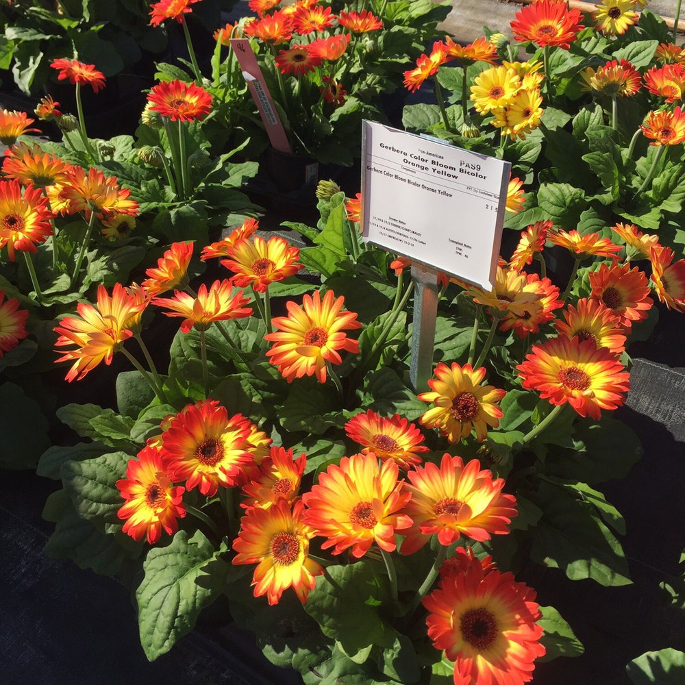 Calling all my planty people! See details below:, This Saturday, 12/7, 8  am-1 pm, Hosted by Jenny the Plant Lady 🪴, 27451 Elwood Dr. Bonita  Springs, FL 34135, As always, super low prices, package ..., image size:1000x1000