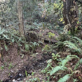 Samuel P Taylor State Park - Creek area (seasonally closed) - Parks Near Me - Lagunitas, California