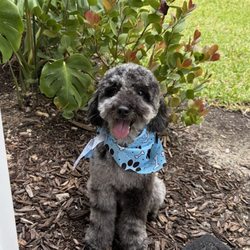 Doodle's Pet Grooming - Mini Golden Doodle after grooming