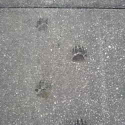 Bear Archery - Bear feet on side walk headed to the manufacture building.