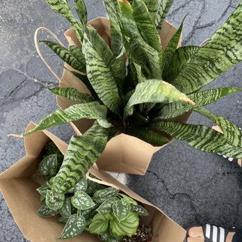 Succulents Empire - Nurseries & Gardening Near Me - Orlando, Florida Succulents Empire - Nurseries & Gardening Near Me - Orlando, Florida
