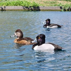 Rio Vista Community Park - More ducks