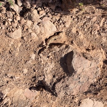Lost Dutchman State Park - Feb. 14 2016 flatiron hike. It was INTENSE! - Parks Near Me - Apache Junction, Arizona Lost Dutchman State Park - Feb. 14 2016 flatiron hike. It was INTENSE! - Parks Near Me - Apache Junction, Arizona
