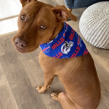 Save A Mutt Kennel - Pet Adoption Near Me - Mount Airy, North Carolina