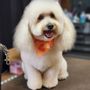Photo of Dandy Doodle Dog Grooming