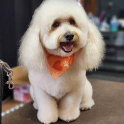 Dandy Doodle Dog Grooming