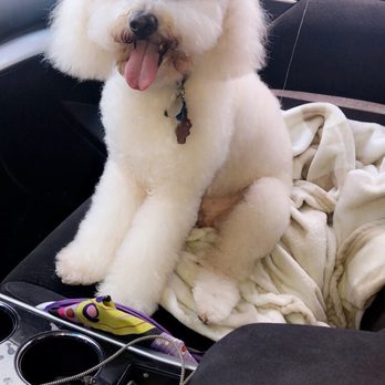 Salty Dog Wash - Pet Groomers Near Me - Galveston, Texas Salty Dog Wash - Pet Groomers Near Me - Galveston, Texas