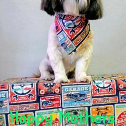 2 Divas Grooming - Another great groom done by fellow co-owner Shannon