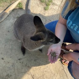 Feeding the wallaby
