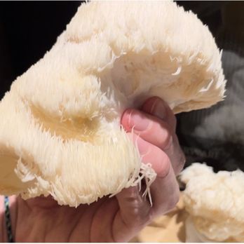 Mr Mushroom - Beautiful lion's mane mushroom - Fruits & Veggies Near Me - Hollywood, Florida