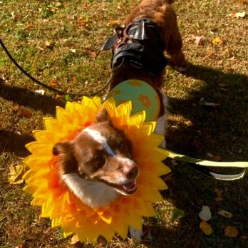 Van Cortlandt House Museum - Fun Halloween festivities! Pet costumes - - - 10/26/2025 - Museums Near Me - Bronx, New York Van Cortlandt House Museum - Fun Halloween festivities! Pet costumes - - - 10/26/2025 - Museums Near Me - Bronx, New York