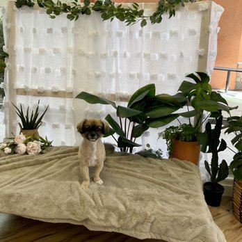 Wild Dog Grooming - Pet Groomers Near Me - Fremont, California Wild Dog Grooming - Pet Groomers Near Me - Fremont, California