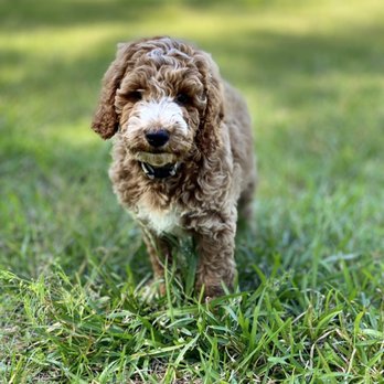 Forever My Doodle - Pet Breeders Near Me Forever My Doodle - Pet Breeders Near Me