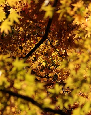 Mount Yoshino by null Mount Yoshino by null