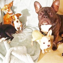 Rescue Warriors - RWC Alum Kenzo, and foster siblings