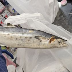 Dutchman Creek Bait & Tackle