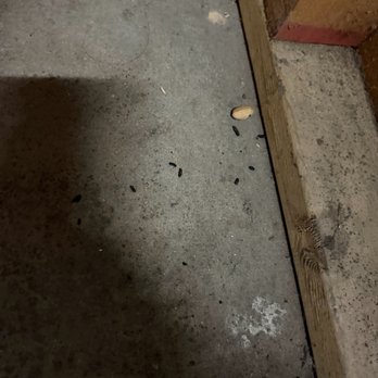 Extra Space Storage - Rat droppings - Self Storage Near Me - Santa Monica, California Extra Space Storage - Rat droppings - Self Storage Near Me - Santa Monica, California