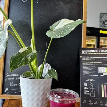 Little Juice - Creative smoothie - Juice Bars & Smoothies Near Me - Columbia, Tennessee Little Juice - Creative smoothie - Juice Bars & Smoothies Near Me - Columbia, Tennessee