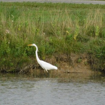 Maumee Bay State Park  - Lots of birds here - Parks Near Me - Oregon, Ohio