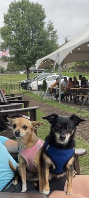 Goldfinger Brewing Company by null