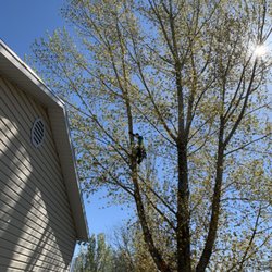 Beehive Tree Experts