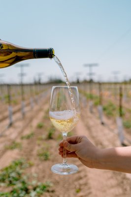 Harney Lane Vineyards by null