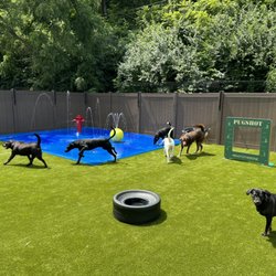 The Dog Waggin
