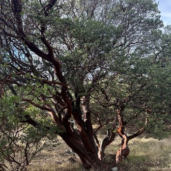 Volcan Mountain Preserve - Tree - Hiking Near Me - Julian, California Volcan Mountain Preserve - Tree - Hiking Near Me - Julian, California