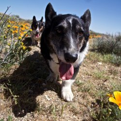The Polite Dog - Walter & Oliver
