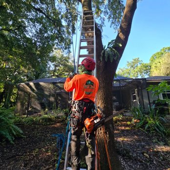 Full Height Tree Services - Tree Services Near Me - Jupiter, Florida Full Height Tree Services - Tree Services Near Me - Jupiter, Florida