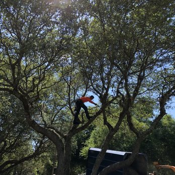 Seminole Pro Arbor Care - Tree Services Near Me Seminole Pro Arbor Care - Tree Services Near Me