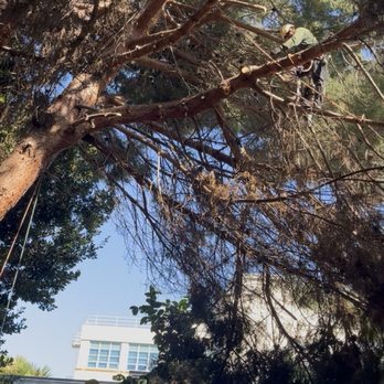 Flores Tree Service - Tree Services Near Me - San Rafael, California