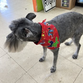 Decker's Paw Spa - My dude with a kick a$$ marvel supes bandana - Pet Groomers Near Me - Louisville, Kentucky Decker's Paw Spa - My dude with a kick a$$ marvel supes bandana - Pet Groomers Near Me - Louisville, Kentucky