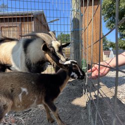 Backermann's Country Market - Feeding goats