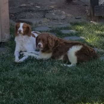 Nor Cal Pet Services - Paisleyann and Mia would also like to say thank you guys and we will see you soon! Love alway paisleyann and Mia Mae - Pet Groomers Near Me - Redding, California