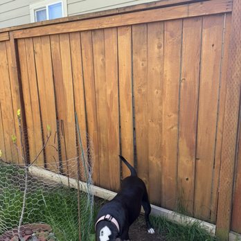 Chase Fence And Construction - Boards rotted at the bottom of the shared fence. - Fences & Gates Near Me
