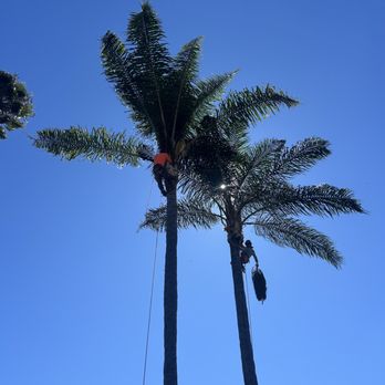 OC Tree Experts - Before - Tree Services Near Me