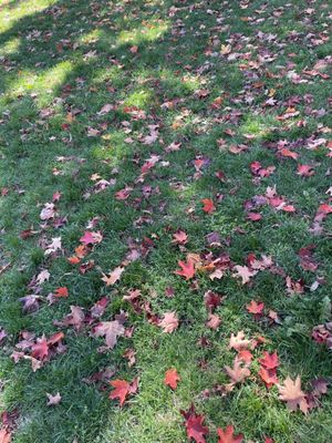 Larz Anderson Park by null