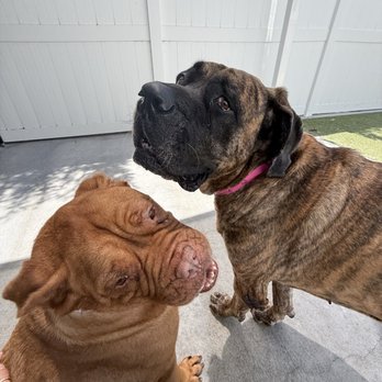 PetSuites Carrollwood - Pet Boarding Near Me - Tampa, Florida PetSuites Carrollwood - Pet Boarding Near Me - Tampa, Florida