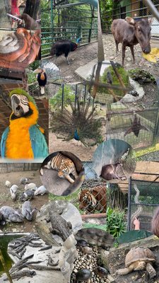 Davao Riverfront Crocodile Park & Zoo by null