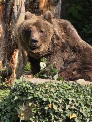 Alpenzoo Innsbruck - Tirol by null