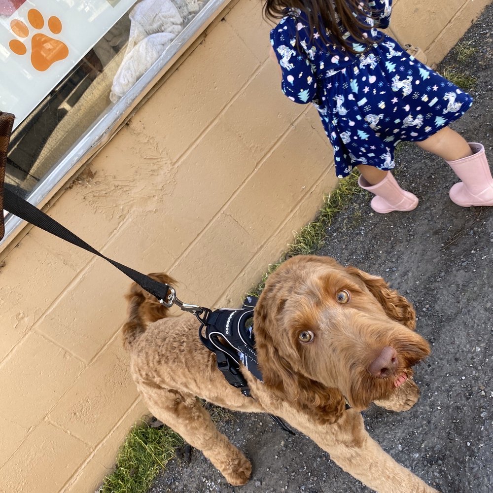 D'tails Pet Salon - Pet Groomers Near Me - Lodi, California D'tails Pet Salon - Pet Groomers Near Me - Lodi, California
