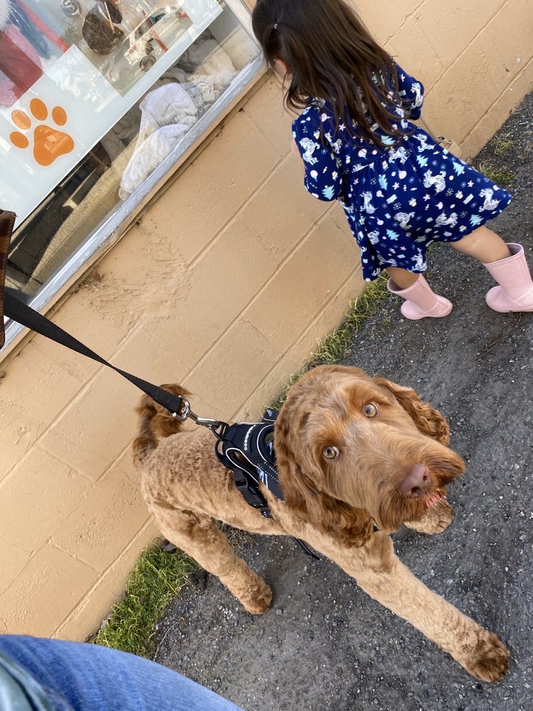 D’TAILS PET SALON 36 Photos & 31 Reviews 515 W Lodi Ave, Lodi