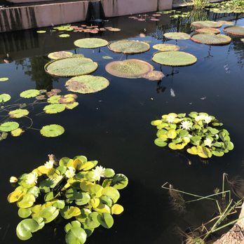 International Waterlily Collection - She said these were planted in April, 3 months ago! - Botanical Gardens Near Me - San Angelo, Texas International Waterlily Collection - She said these were planted in April, 3 months ago! - Botanical Gardens Near Me - San Angelo, Texas